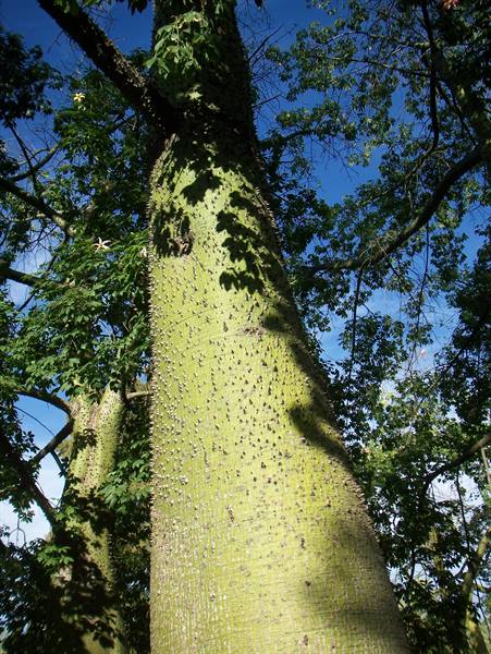 Green spiny tree trunk seen from below, leafy canopy and blue sky