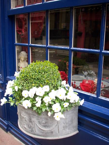 Zinc planter with white pansies and boxwood under a blue shop window