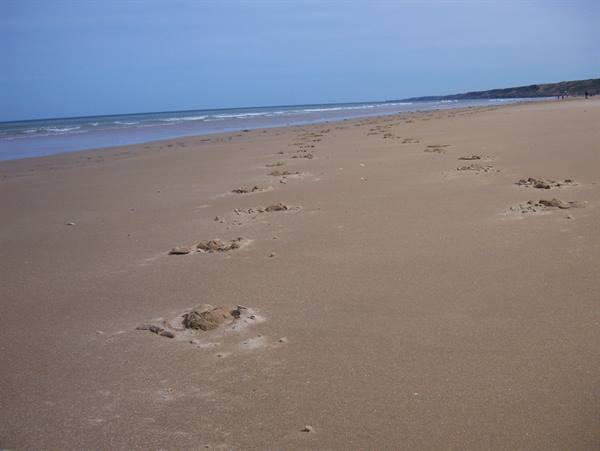 Wet sand with scattered clumps, gentle waves and clear blue sky