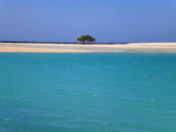 Lone tree on sandy beach, turquoise water in the foreground