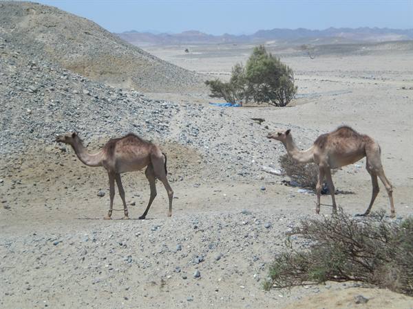Two camels walking among rocks and sand, a green tree in the background