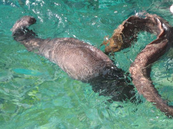 Dark moray eel swims in turquoise water, spotted long body near surface