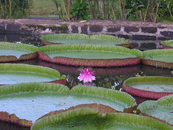 Giant water lilies in Pamplemousses