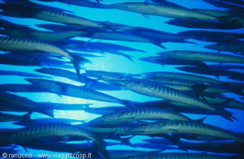 School of barracudas swimming in blue water, light filtering from above