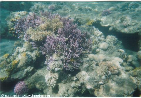 Purple and beige corals underwater in clear water, natural light filtering