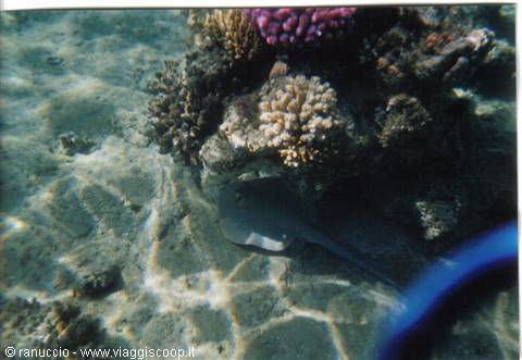 Stingray resting among colorful corals on sunlit sandy seabed