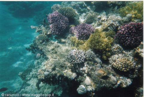 Purple and yellow corals underwater in clear turquoise sunlit water
