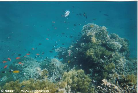 Underwater coral reef with colorful tropical fish in blue water