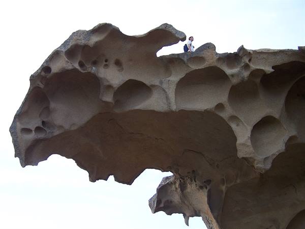 on the bear's head!