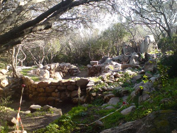 Stone walls of an ancient nuraghe among twisted trees and Mediterranean shrubs