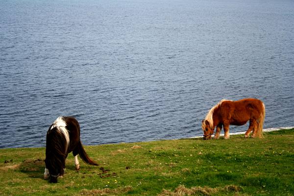 Shetland Pony