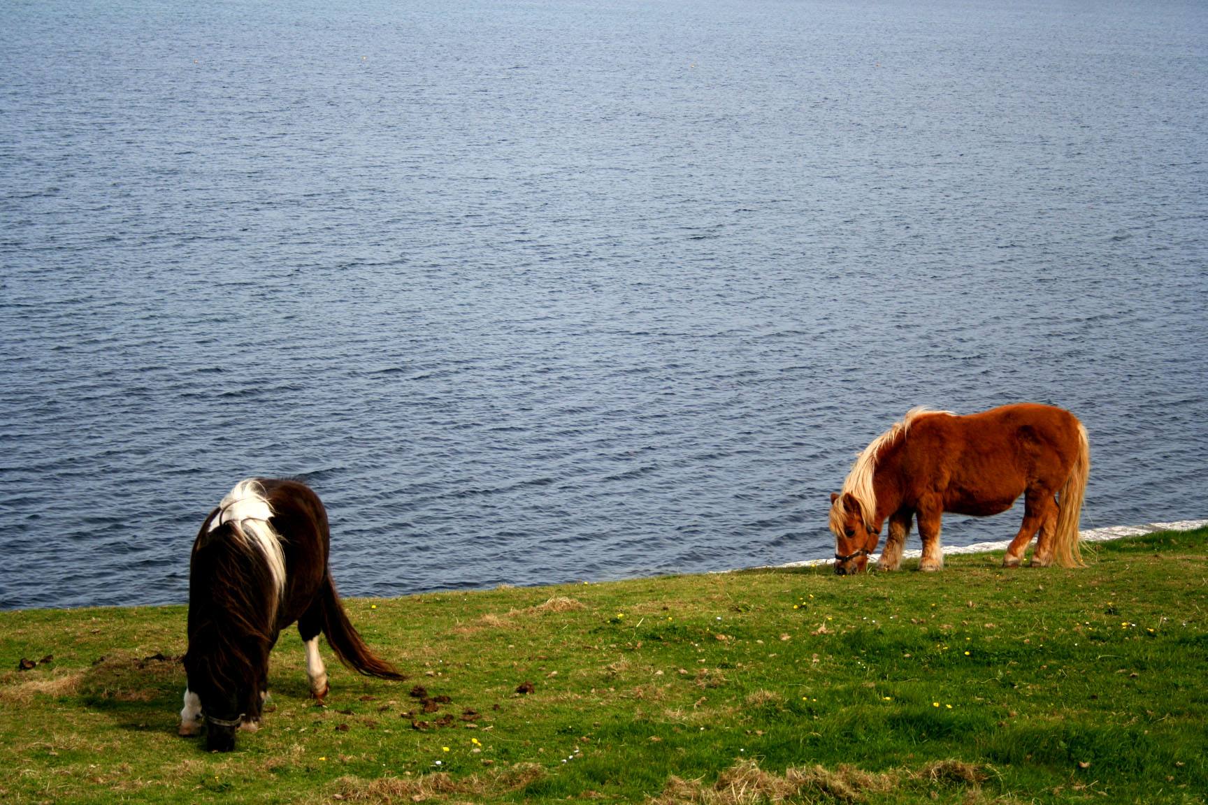 Shetland Pony
