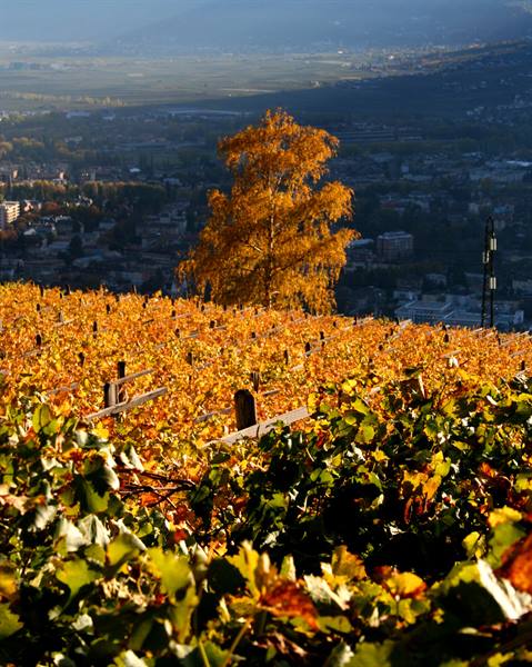 Merano (BZ) - South Tyrol