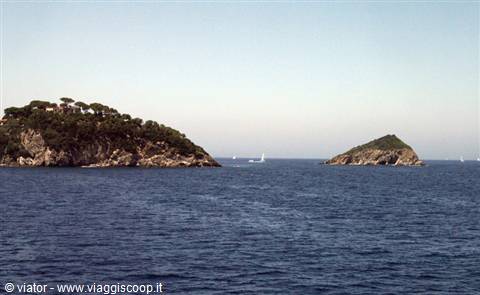 Mice Island