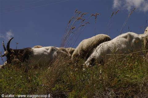 Sestriere sheep grazing