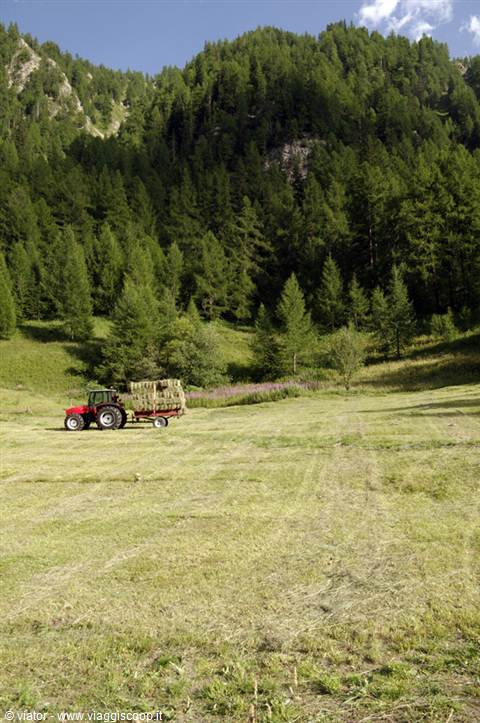 Val Veny hay harvesting
