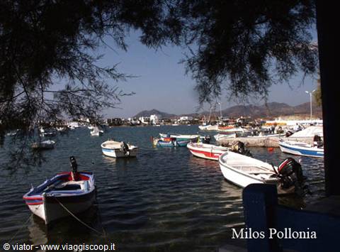 Pollonia, Milos: white fishing boats moored in the harbour, shady branches in foreground