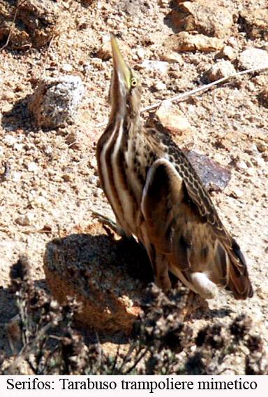 Little bittern camouflaged among rocks on Serifos