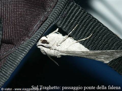 Grey moth resting on a black backpack strap aboard the ferry