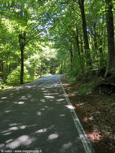 Amiata: green gallery