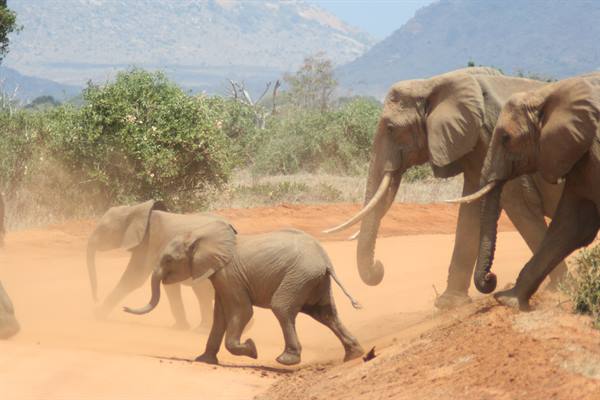 elephants running