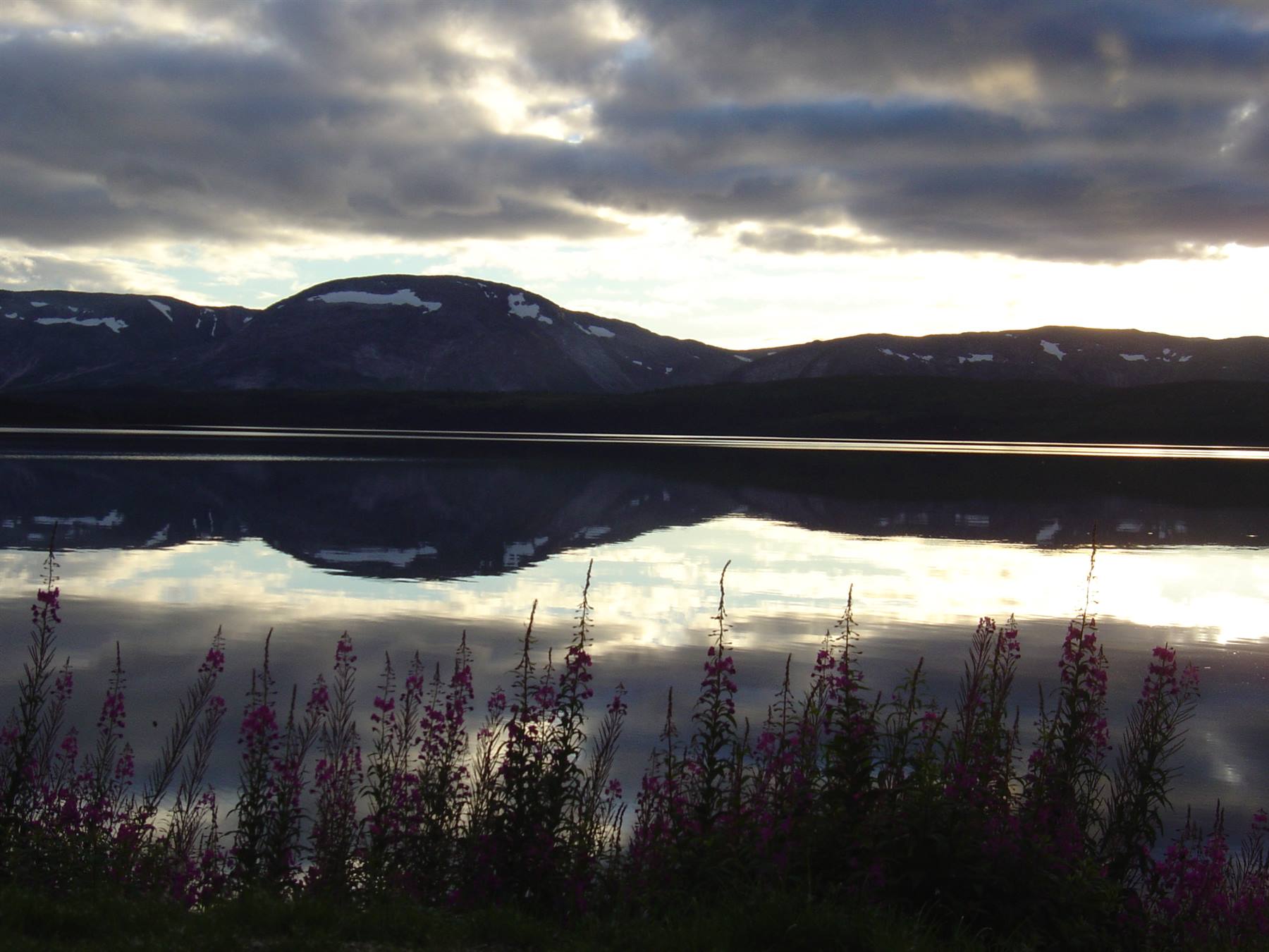 Snowy mountains reflected in calm lake, purple wildflowers in foreground, cloudy sky