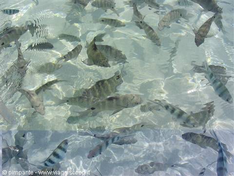 fried fish tonight?