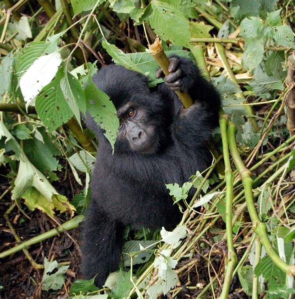 the silverback
