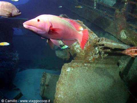 Pink fish