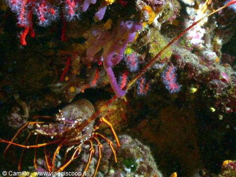 Lobster among pink corals and purple sponges in an underwater cave