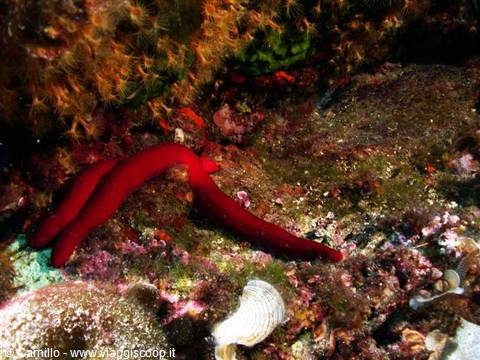 Red sea star among algae and rocks on the seabed