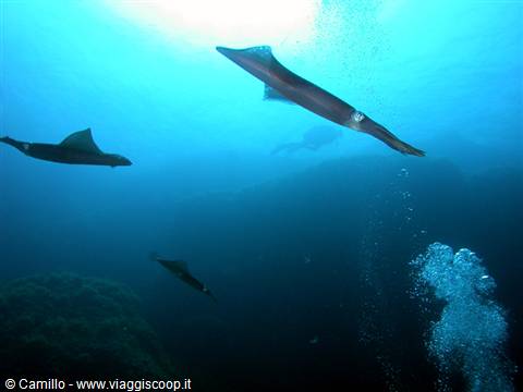 Squid swimming in blue water, diver silhouette amid rising bubbles