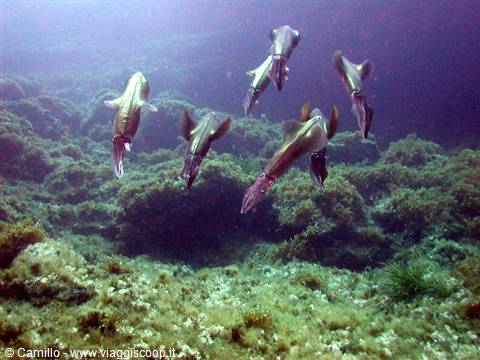 Squid school swimming above rocky seabed covered with green algae
