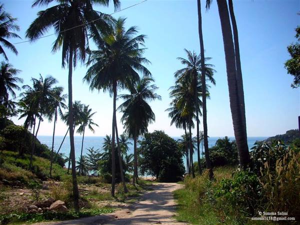 koh tao palm trees