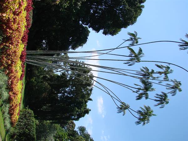 Slender leaning palm trunks above red and green shrubs under blue sky