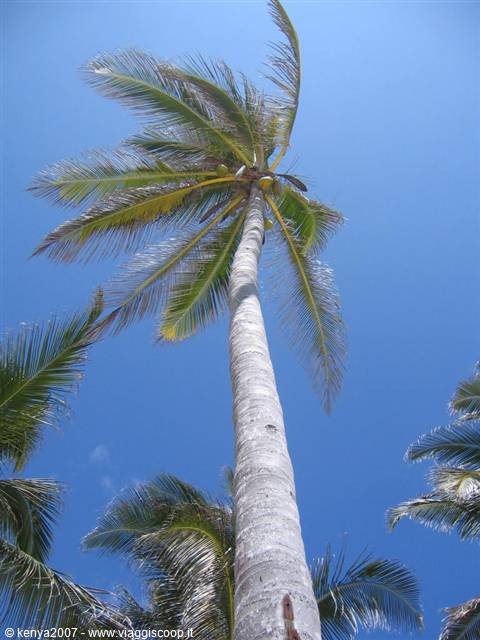Coconut palm tree photographed from below against the blue sky, Kenya