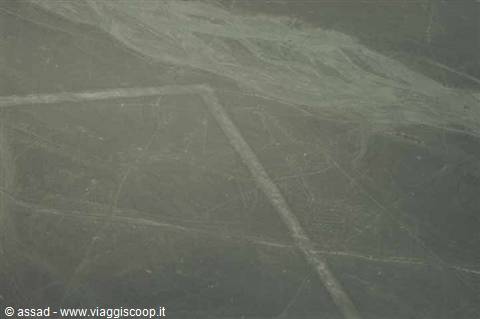 WHALE - Nazca