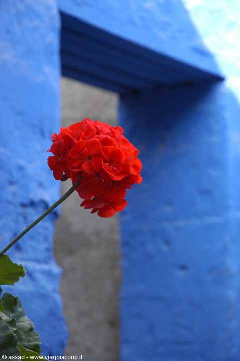 Red geranium flower in front of deep blue wall and doorway