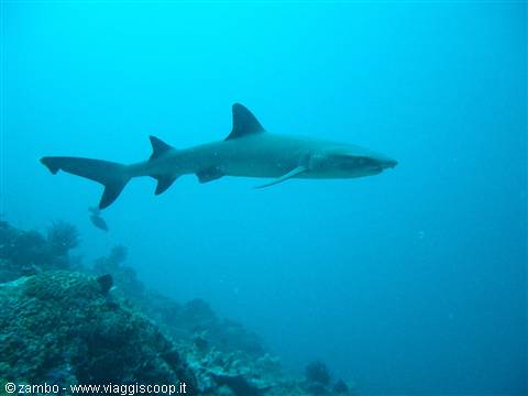 white-tip reef shark