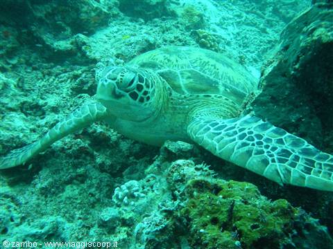 Turtle