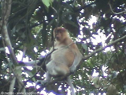 Proboscis monkey