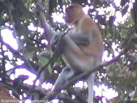 Proboscis monkey