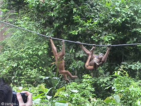Orangutan