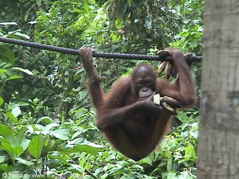 Orangutan