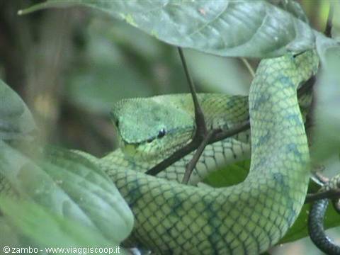 Second green viper