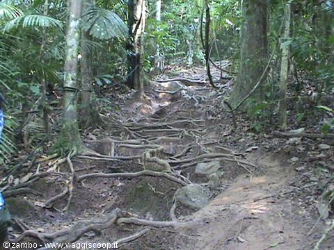 Trail
