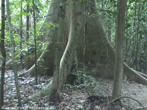 Ancient tree