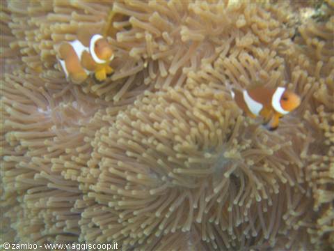 Clownfish