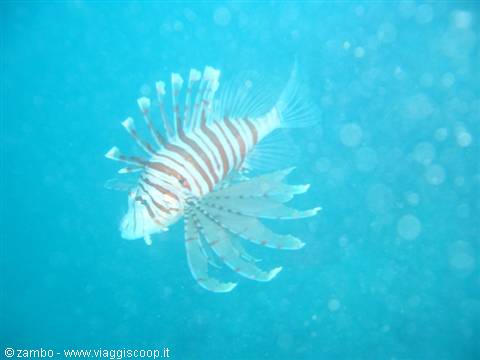 Scorpionfish