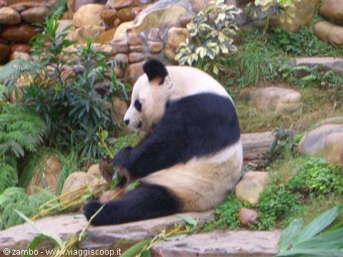 Panda at Ocean Park